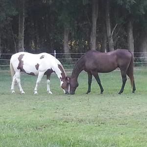 Meet your Posher, Melissa